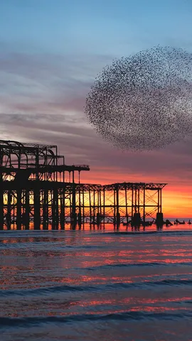 Starling murmuration over the ruins of Brighton's West Pier, England