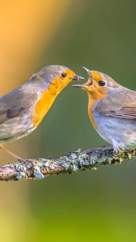 A peck of care
