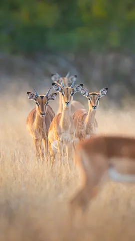 A herd of impalas, Londolozi Game Reserve, South Africa