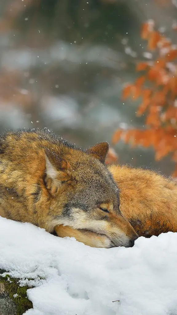 Wake me when it warms up