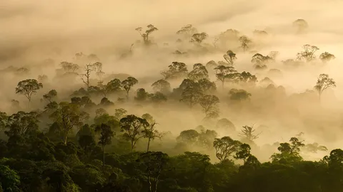 Nebbia e Foresta
