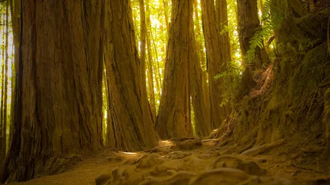 Where time grows tall