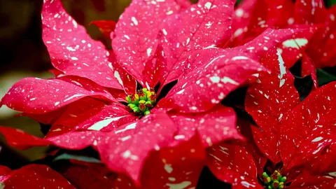 The plant that paints the holidays red
