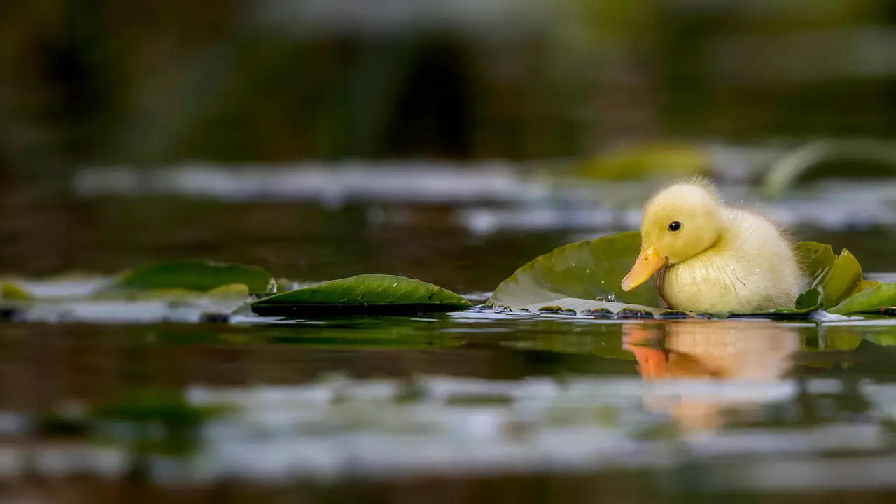 Of yellow fluff and water stuff