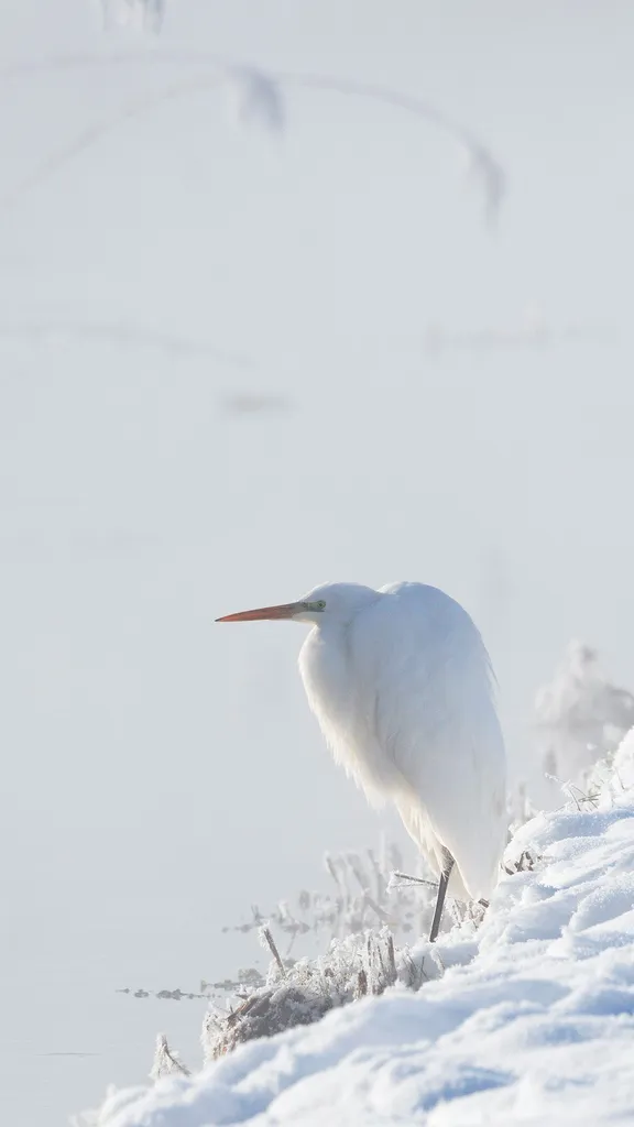 Snowfield monarch