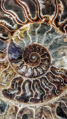 O c&oacute;digo secreto da natureza