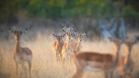 A herd of impalas, Londolozi Game Reserve, South Africa