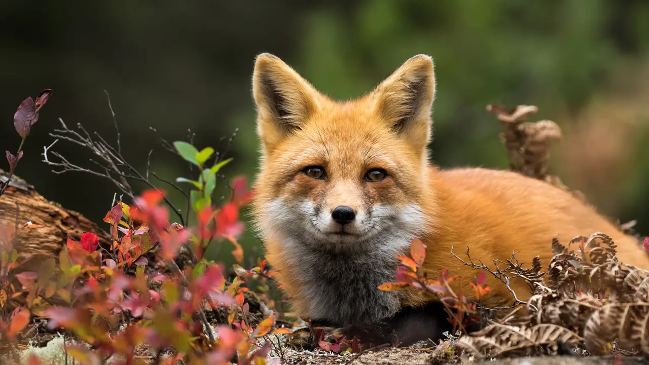 Fox in focus