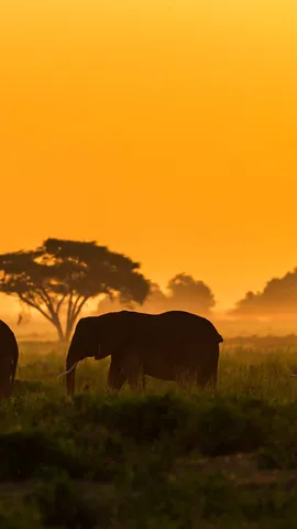 Si grands et pourtant si gentils !