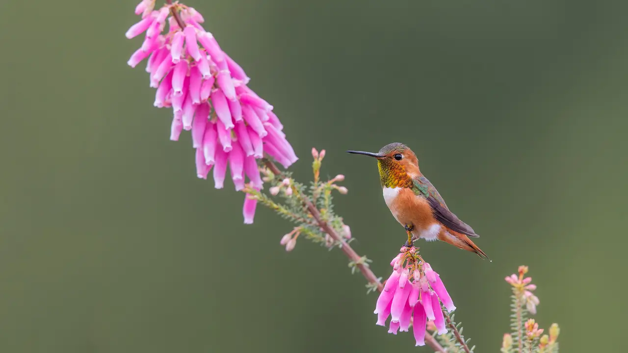 Parada para una bebida en flor