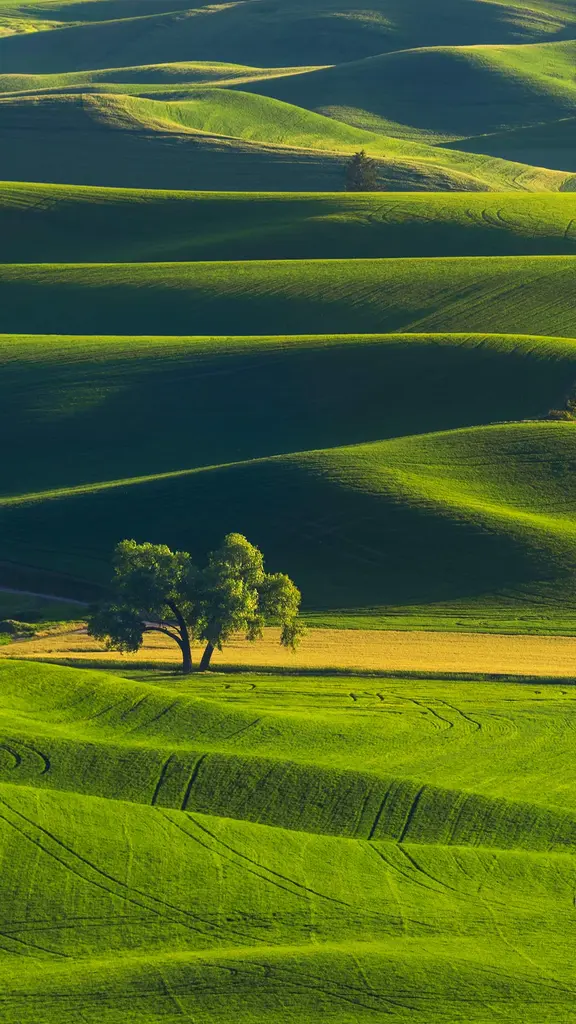 Nature's green quilt