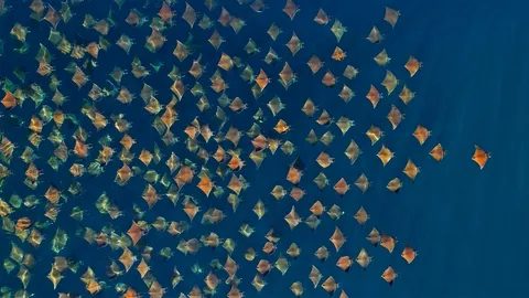 大群的芒基蝠鲼跃出水面，墨西哥加利福尼亚湾