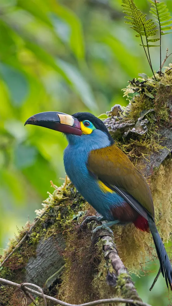 树干上的扁嘴山巨嘴鸟，厄瓜多尔