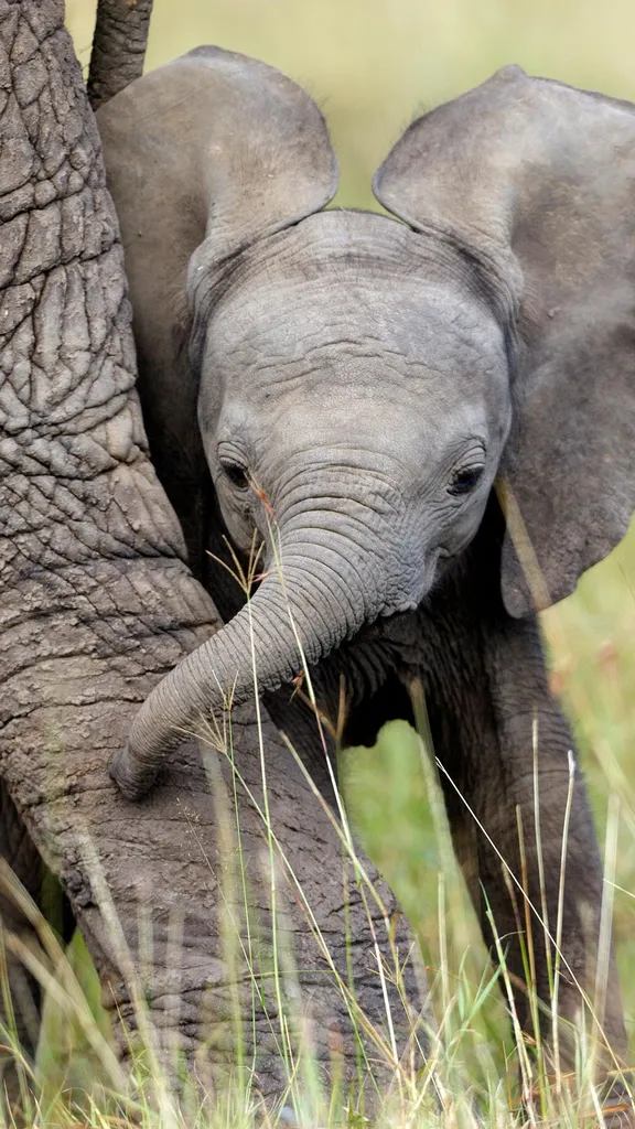 African elephant calf playing with its mother, Masai Mara National Reserve, Kenya