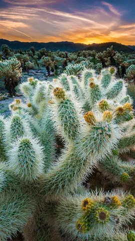 约书亚树国家公园中的仙人掌花园，加利福尼亚