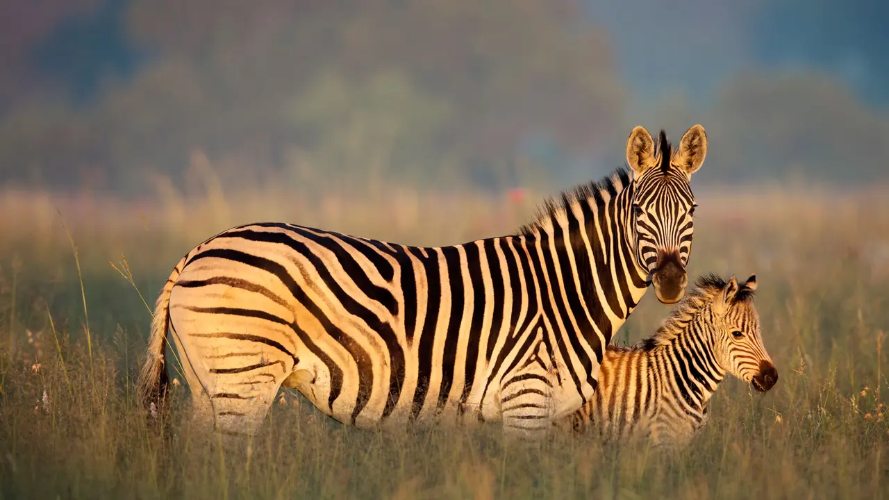 Stripe a pose