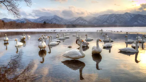 A feathered symphony in white