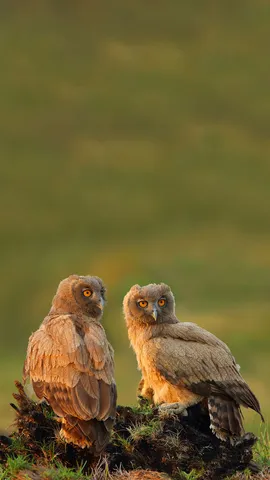 物以类聚，人以群分