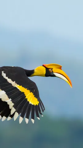 Majest&auml;tischer Vogel