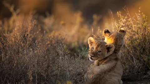 Simba, &iquest;eres t&uacute;?