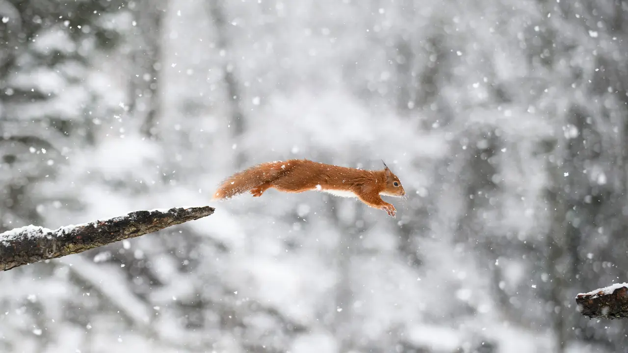 Leaping through an extra day