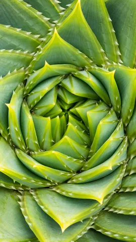 El c&oacute;digo secreto de la naturaleza