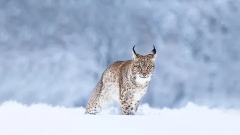 A whiskered wanderer