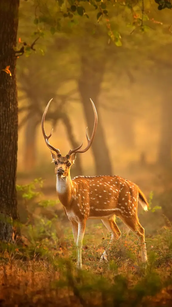 在野外发现斑鹿