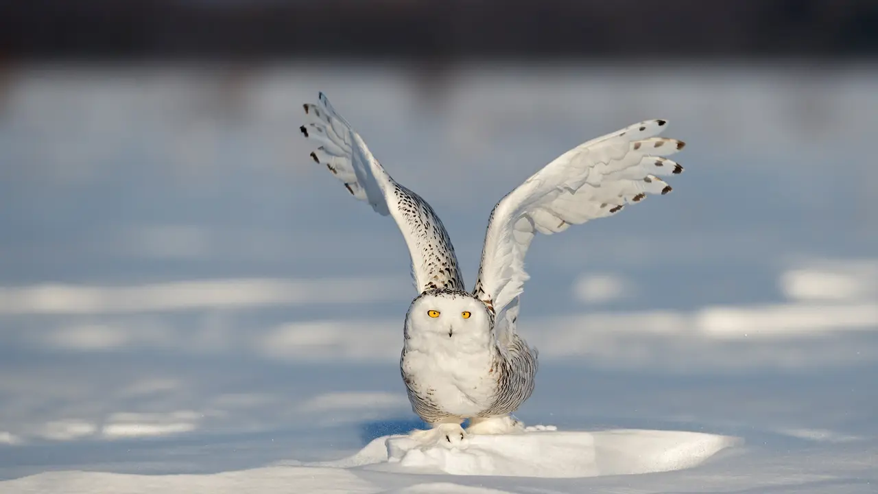 Ready for liftoff