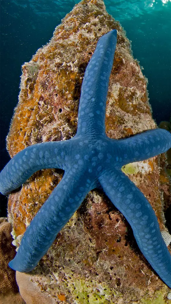 漂在海里的蓝色星星