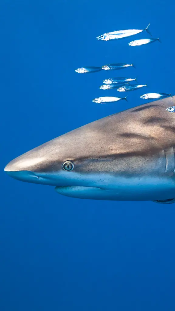 Dia Mundial para Conscientiza&ccedil;&atilde;o sobre Tubar&otilde;es