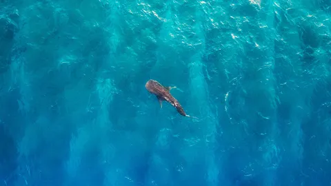 Whale shark off the coast of Alifu Dhaalu Atoll, Maldives