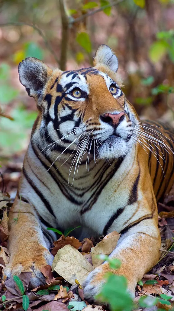 The jungle queen