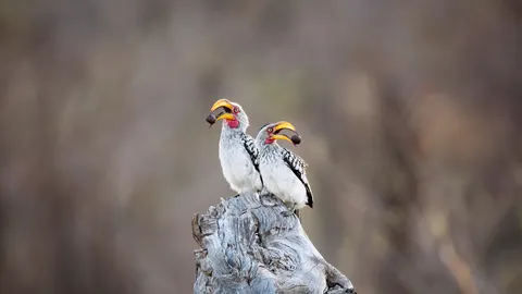 Wild about wildlife