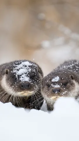 Otter-ly Estonia