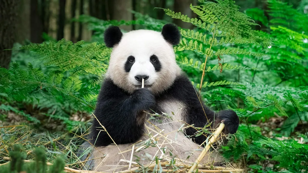 Nel Pandaverso