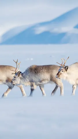 今日はクリスマス