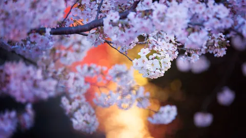 ライトアップされた桜