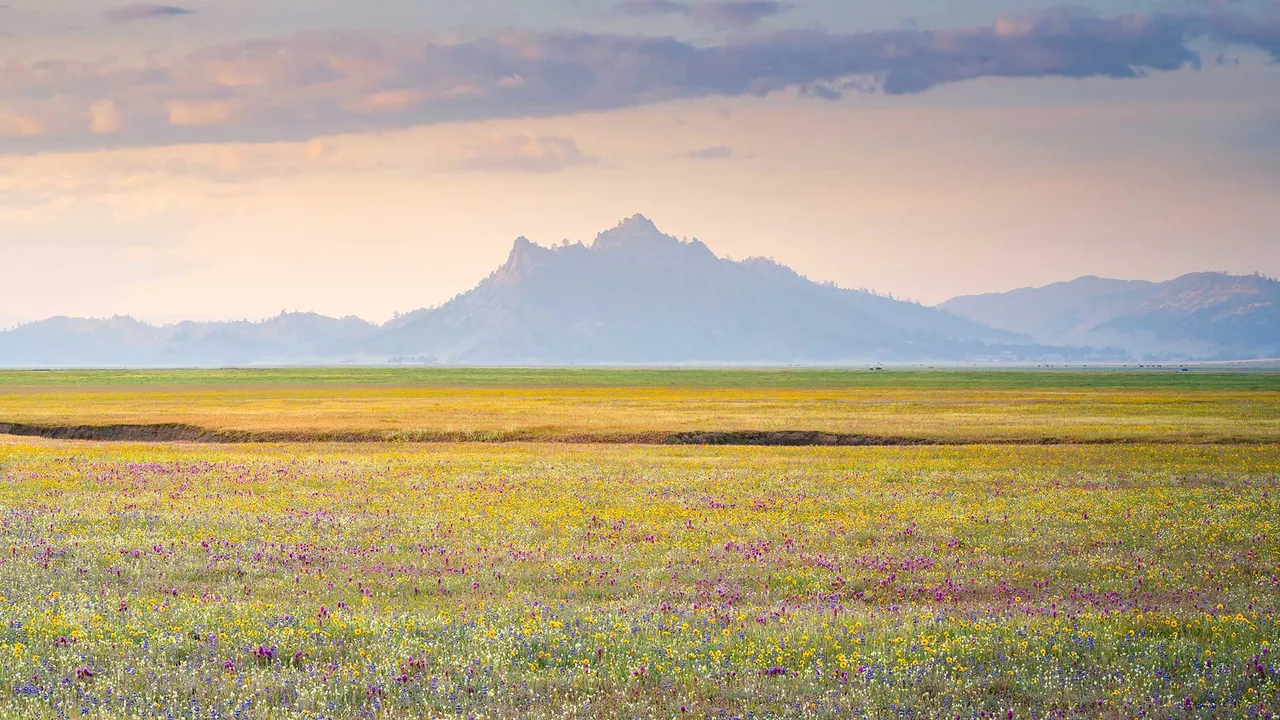 Wildflower bloom, Central Valley, California, United States