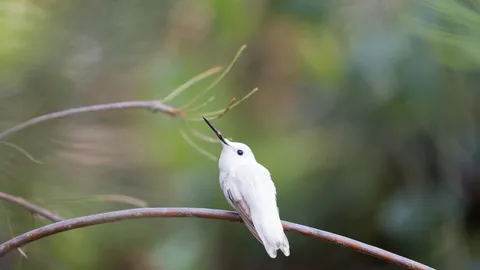 Pare, &eacute; hora de voar!