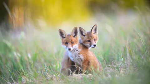 Two young red foxes at Karula National Park, Estonia