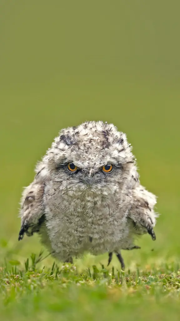 茶色蟆口鸱雏鸟，澳大利亚