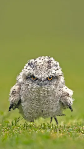 茶色蟆口鸱雏鸟，澳大利亚