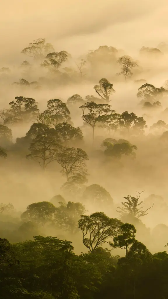 Long live the trees