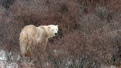 Week of the white bear