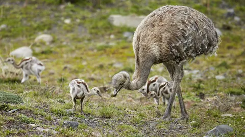 Lesser rhea adult male with chicks, Torres del Paine National Park, Patagonia, Chile