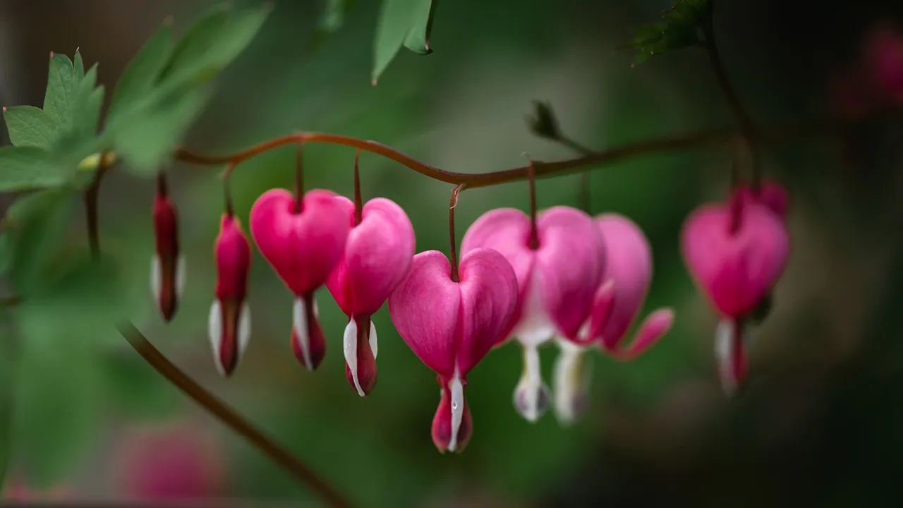 Amor en floraci&oacute;n