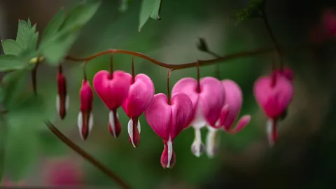 Bleeding hearts
