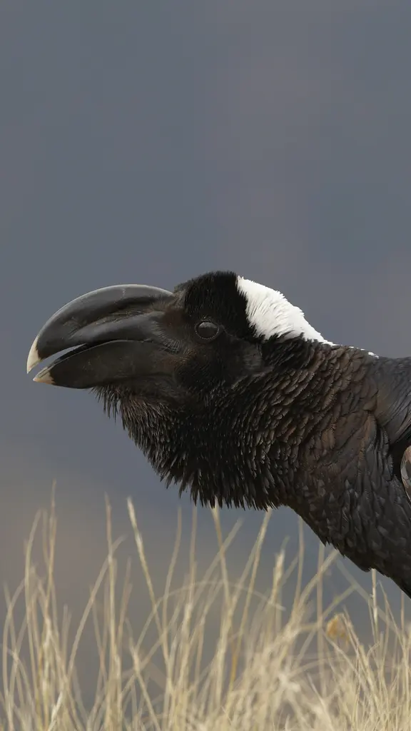 Bigger, bolder, beakier