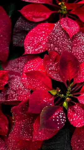 Pflanzen wir Weihnachtssterne!